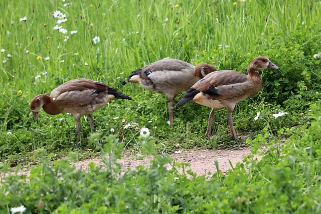Free download egyptian geese nilganskin free picture to be edited with GIMP free online image editor