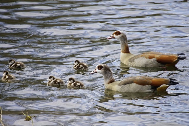 Free download egyptian geese waterfowls lake free picture to be edited with GIMP free online image editor