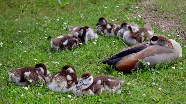 Free download egyptian geese wild geese waterfowl free picture to be edited with GIMP free online image editor
