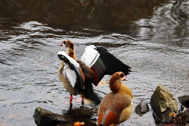 Free download egyptian goose birds waterfowl free picture to be edited with GIMP free online image editor