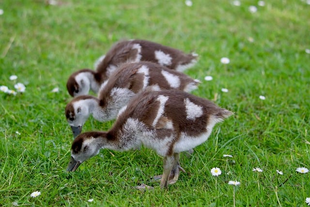 Free download egyptian goose chicks chick free picture to be edited with GIMP free online image editor