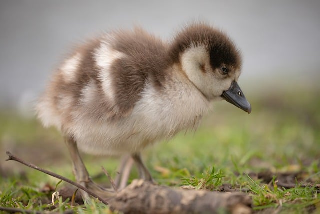 Free download egyptian goose goose bird gosling free picture to be edited with GIMP free online image editor