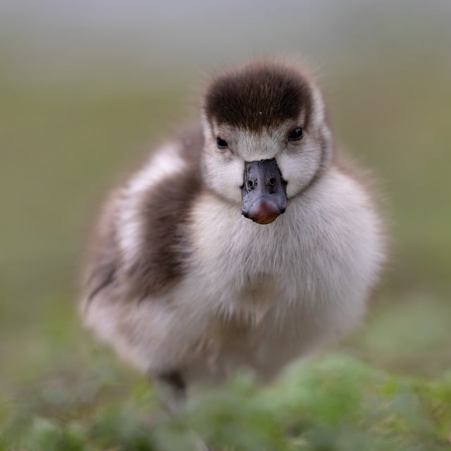 Free download egyptian goose goose gosling free picture to be edited with GIMP free online image editor