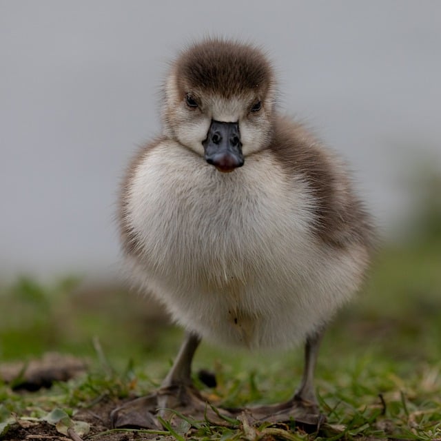 Free download egyptian goose goose gosling nature free picture to be edited with GIMP free online image editor