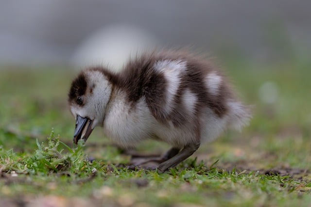 Free download egyptian goose goose gosling young free picture to be edited with GIMP free online image editor
