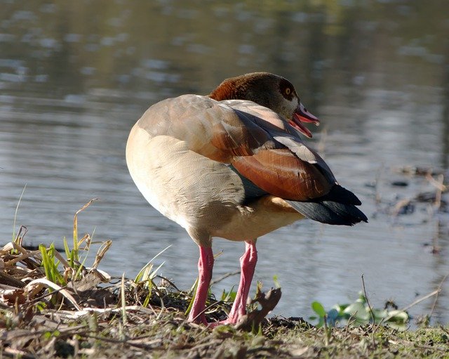 Free download egyptian goose goose river lake free picture to be edited with GIMP free online image editor