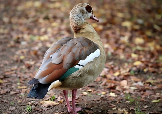 Free download egyptian goose goose wild goose free picture to be edited with GIMP free online image editor