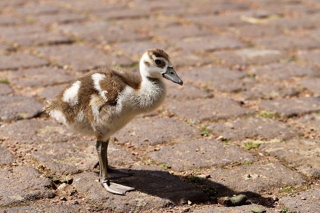 Free download egyptian goose goslings chick free picture to be edited with GIMP free online image editor