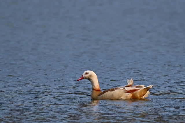Free download egyptian goose migratory bird lake free picture to be edited with GIMP free online image editor