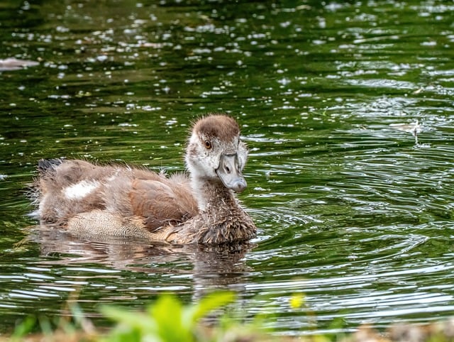 Free download egyptian goose water bird wild goose free picture to be edited with GIMP free online image editor