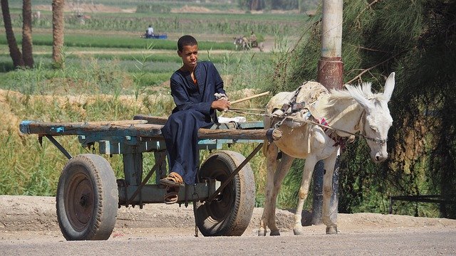 הורדה חינם Egypt Transport Ass - תמונה או תמונה בחינם לעריכה עם עורך התמונות המקוון GIMP