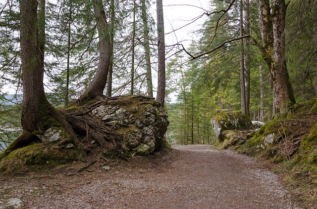 Bezpłatne pobieranie Eibsee Hiking Forest - bezpłatne zdjęcie lub obraz do edycji za pomocą internetowego edytora obrazów GIMP