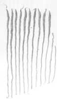 Free download Eight Braids of Human Hair free photo or picture to be edited with GIMP online image editor