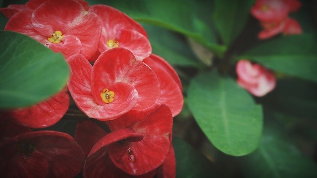 הורדה חינם של שמונה בני אלמוות פרחים אדומים - תמונה או תמונה בחינם לעריכה עם עורך התמונות המקוון GIMP