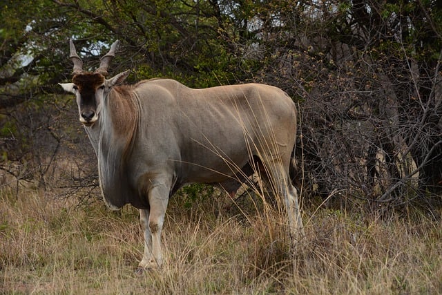 Scarica gratuitamente l'immagine gratuita della fauna selvatica di eland antilope animale da modificare con l'editor di immagini online gratuito GIMP