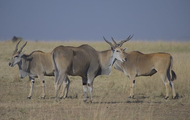 Free download eland wildlife africa nature free picture to be edited with GIMP free online image editor