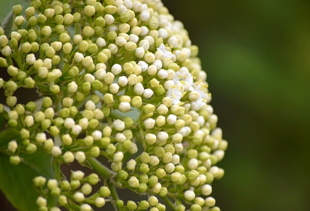 Free download elderberry blossoms elderberry buds free picture to be edited with GIMP free online image editor