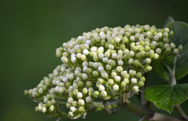 Free download elderberry buds elderflower bush free picture to be edited with GIMP free online image editor