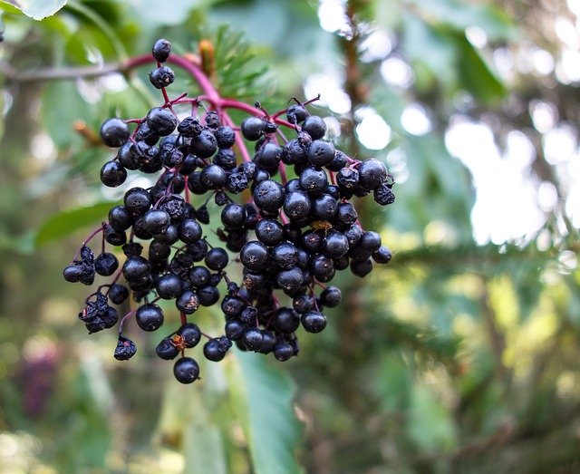 Free download Elder Elderberry Shrub -  free photo or picture to be edited with GIMP online image editor