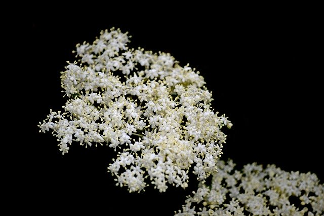 Free download Elder Flower Elderflower -  free photo or picture to be edited with GIMP online image editor