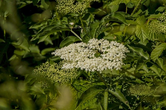 Téléchargement gratuit de Elder Nature Bush - photo ou image gratuite à éditer avec l'éditeur d'images en ligne GIMP