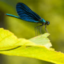 Electric Blue Dragonfly  screen for extension Chrome web store in OffiDocs Chromium