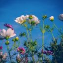 Elegant Cosmos Against Azure  screen for extension Chrome web store in OffiDocs Chromium