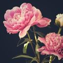 Elegant Peony Blooms Against Dark Backdrop  screen for extension Chrome web store in OffiDocs Chromium