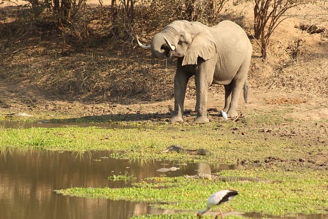 Free download elephant africa drinking free picture to be edited with GIMP free online image editor