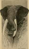 Free download Elephant African Adventure (1914) by Charles Livingston Bull free photo or picture to be edited with GIMP online image editor