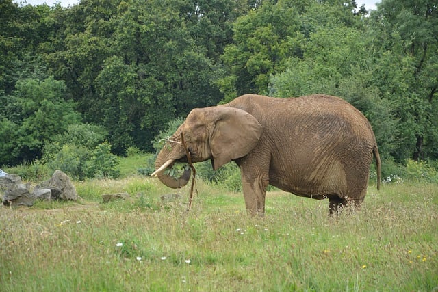 免费下载大象 非洲大象动物 免费图片可使用 GIMP 免费在线图像编辑器进行编辑