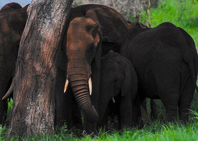 Descarga gratuita Elephant Africa Safari: foto o imagen gratuita para editar con el editor de imágenes en línea GIMP