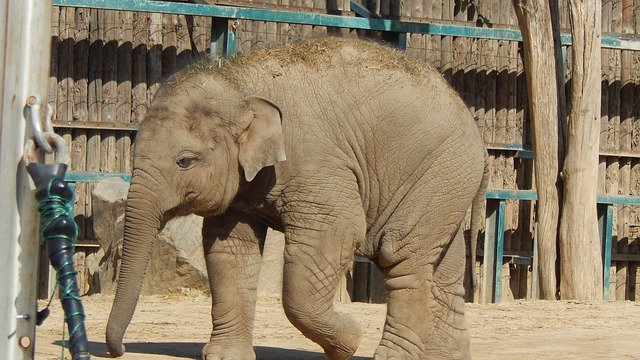 Скачать бесплатно Elephant Alone Endangered - бесплатное фото или изображение для редактирования с помощью онлайн-редактора изображений GIMP