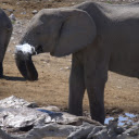 Elephant and trunk  screen for extension Chrome web store in OffiDocs Chromium