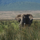 Elephant and tusk  screen for extension Chrome web store in OffiDocs Chromium