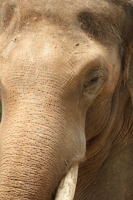 Free download Elephant Animal Mammal -  free photo or picture to be edited with GIMP online image editor