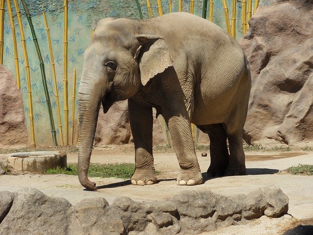 無料ダウンロードElephantAnimalMammals-GIMPオンライン画像エディタで編集できる無料の写真または画像