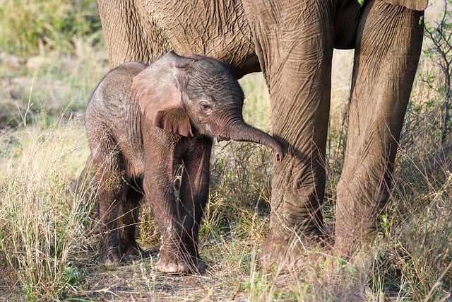 Free download elephant animal newborn africa free picture to be edited with GIMP free online image editor