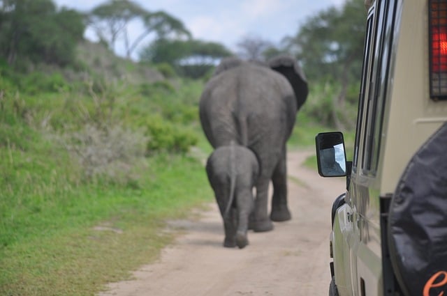 Free download elephant animal safari nature free picture to be edited with GIMP free online image editor