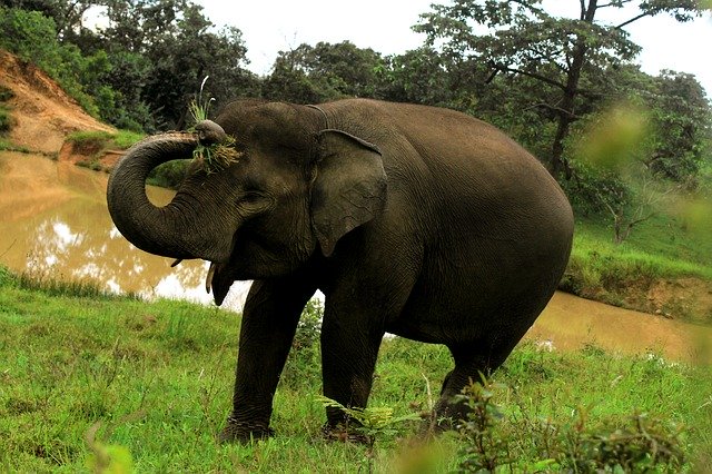 Free download Elephant Animals Nature -  free photo or picture to be edited with GIMP online image editor