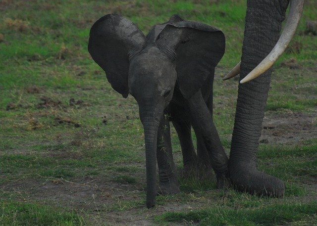 Téléchargement gratuit Elephant Baby Africa - photo ou image gratuite à éditer avec l'éditeur d'images en ligne GIMP