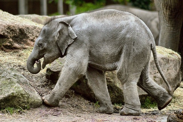 Free download elephant baby animal calf free picture to be edited with GIMP free online image editor