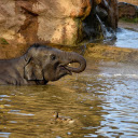 Elephant bathing in stream  screen for extension Chrome web store in OffiDocs Chromium