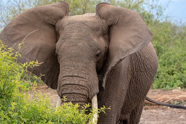 Free download Elephant Ears Serengeti -  free photo or picture to be edited with GIMP online image editor