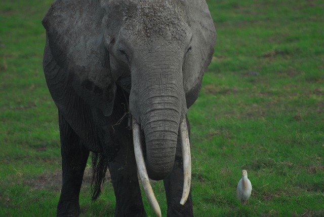 Скачать бесплатно Elephant Egret Bird - бесплатное фото или изображение для редактирования с помощью онлайн-редактора изображений GIMP