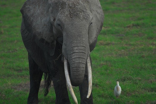 Free download Elephant Egret Bird -  free photo or picture to be edited with GIMP online image editor