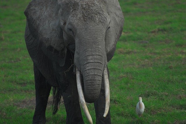 Elephant Egret Bird download gratuito - foto ou imagem grátis para ser editada com o editor de imagens online GIMP