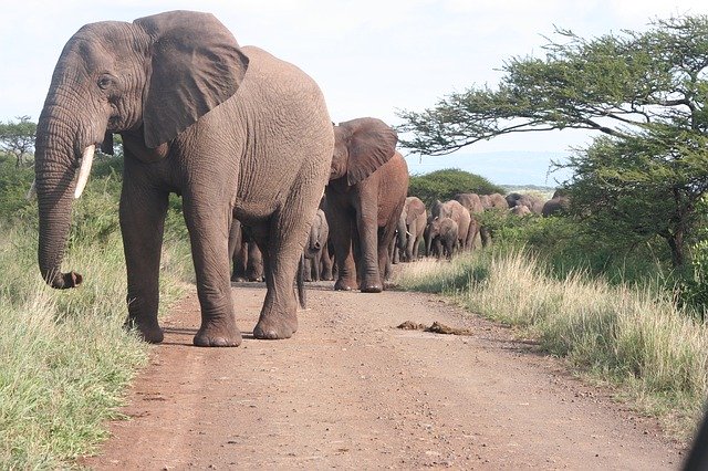 تنزيل Elephant Elephants Herd مجانًا - صورة أو صورة مجانية ليتم تحريرها باستخدام محرر الصور عبر الإنترنت GIMP