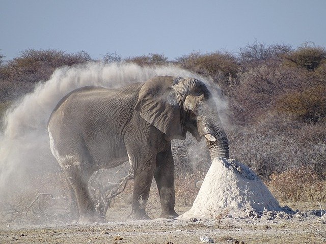 הורדה חינם Elephant Etosha Namibia - תמונה או תמונה בחינם לעריכה עם עורך התמונות המקוון GIMP