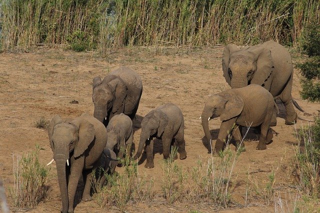 Free download Elephant Family Afr -  free free photo or picture to be edited with GIMP online image editor